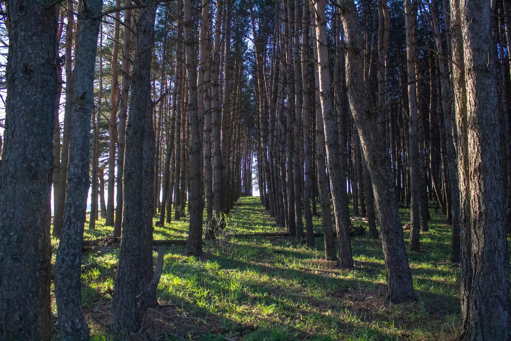 forest forest